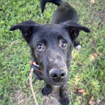 Buzz -  German Shepherd Dog Dog for Adoption in Aberdeen, North Carolina - Buzz | PetCurious