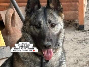 Rescue Spitz and Norwegian Elkhound Dogs for Adoption in Rockdale, Texas - KORRA | PetCurious