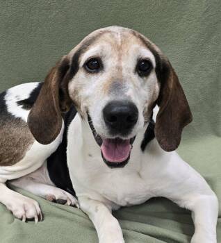 Hound Dogs Available for Adoption - Harry | PetCurious