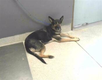 Rescue German Shepherd Dog and Mixed Breed Dogs for Adoption in Tallahassee, Florida - XENA | PetCurious