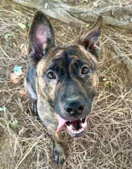 SELMA -  Pit Bull Terrier and Mixed Breed Dog for Adoption in Sacramento, California - SELMA | PetCurious