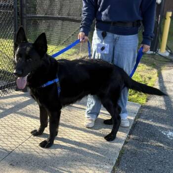 German Shepherd Dog Dogs Available for Adoption in Boston, Massachusetts - ORSO | PetCurious