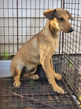 HERSHEY -  Terrier Dog for Adoption in San Antonio, Texas - HERSHEY | PetCurious