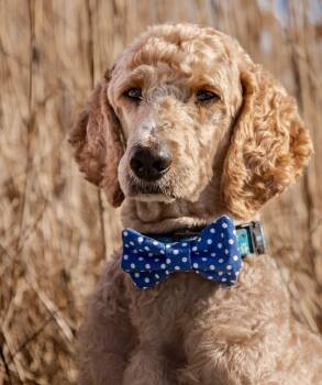 Standard Poodle Dogs Available for Adoption in Courtice, Ontario - Oakley | PetCurious