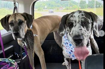 Aspen (and Daisy) -  Great Dane Dog for Adoption in Crossville, Tennessee - Aspen (and Daisy) | PetCurious