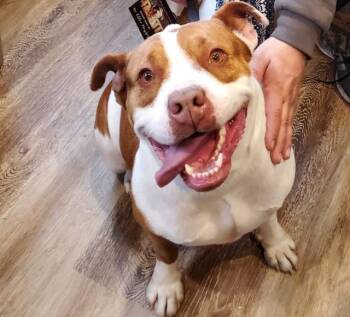 Baretta -  Pit Bull Terrier Dog for Adoption in Pine Grove, Pennsylvania - Baretta | PetCurious