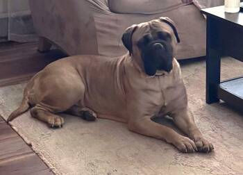 Bullmastiff Dogs Available for Adoption - Elsa May | PetCurious