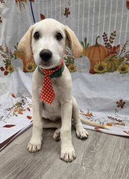 Jinx -  Labrador Retriever and Beagle Dog for Adoption in Attalla, Alabama - Jinx | PetCurious