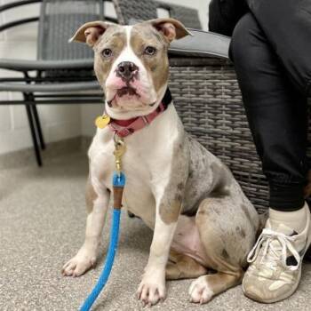 Indigo -  Fox Terrier and Pit Bull Terrier Dog for Adoption in Wheaton, Illinois - Indigo | PetCurious
