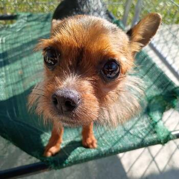 Peach -  Yorkshire Terrier and Mixed Breed Dog for Adoption in Uniontown, Pennsylvania - Peach | PetCurious