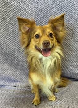 Graham -  Pomeranian and Spaniel Dog for Adoption in Lodi, California - Graham | PetCurious