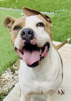 American Bulldog and Pit Bull Terrier Dogs Available for Adoption in Mooresville, North Carolina - Monty | PetCurious