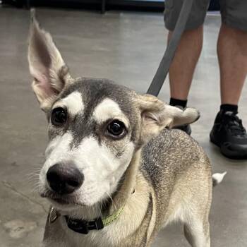 Stewie -  Chihuahua and Husky Dog for Adoption in Tampa, Florida - Stewie | PetCurious