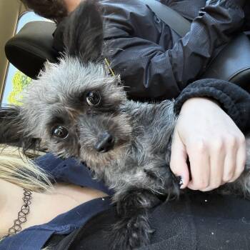Joe -  Chihuahua and Yorkshire Terrier Dog Available for Adoption in Port Washington, New York - Joe | PetCurious