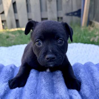 Mixed Breed Dogs Available for Adoption in Huntsville, Alabama - Bentley | PetCurious