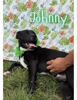 Johnny -  Pit Bull Terrier Dog for Adoption in Caro, Michigan - Johnny | PetCurious