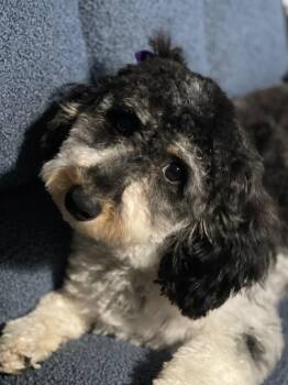 Rescue Cavapoo Dogs for Adoption in Sandy Springs, Georgia - Nala | PetCurious