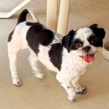 975 (2026) Katrina -  Lhasa Apso Dog for Adoption in Parker, Colorado - 975 (2026) Katrina | PetCurious