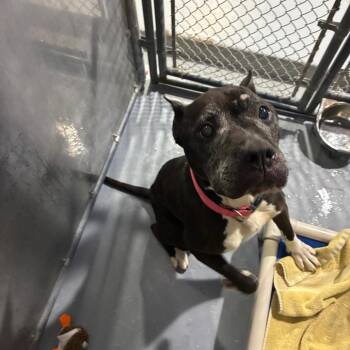 Evie -  Pit Bull Terrier and Mixed Breed Dog for Adoption in Binghamton, New York - Evie | PetCurious