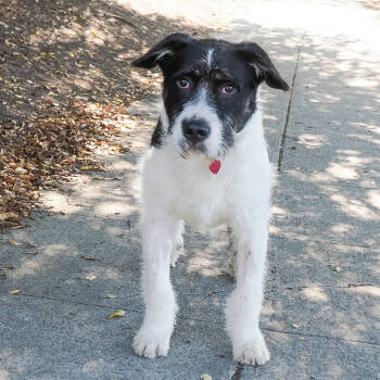 Rescue Terrier and Mixed Breed Dogs for Adoption in Richmond, California - FUZZY LUMPKIN | PetCurious