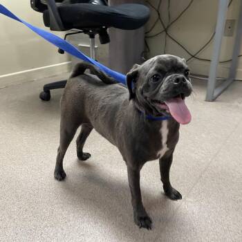 Buzz -  Pug and Chihuahua Dog for Adoption in Pasadena, California - Buzz | PetCurious
