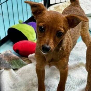Phoebe -  Mixed Breed Dog Available for Adoption in Poplar Bluff, Missouri - Phoebe | PetCurious