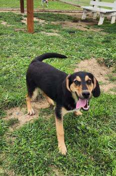 Duke 157-26 -  Shepherd Dog for Adoption in Cambridge, Ohio - Duke 157-26 | PetCurious