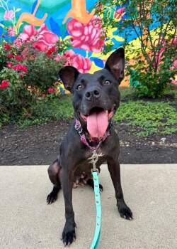Poppi -  Mixed Breed Dog for Adoption in Cincinnati, Ohio - Poppi | PetCurious