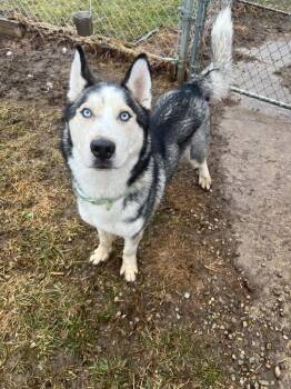 Husky Dogs Available for Adoption - Marley | PetCurious