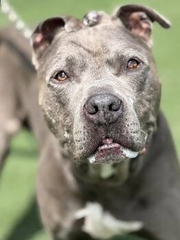 Duke -  Pit Bull Terrier Dog for Adoption in Anderson, Indiana - Duke | PetCurious