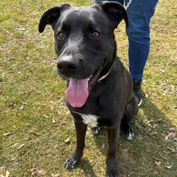 Black Labrador Retriever and Shepherd Dogs Available for Adoption in Brockport, New York - Piper | PetCurious