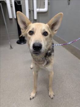 TINY -  German Shepherd Dog Dog for Adoption in Las Vegas, Nevada - TINY | PetCurious