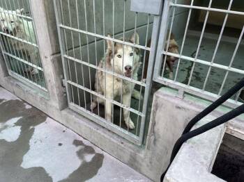 Husky Dogs Available for Adoption - NANOOK | PetCurious