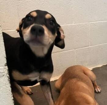 Clementine Available 8/20 -  Hound Dog for Adoption in Elmsford, New York - Clementine Available 8/20 | PetCurious