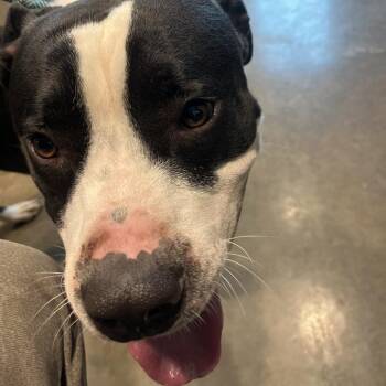 Domingo -  Pit Bull Terrier Dog for Adoption in Matteson, Illinois - Domingo | PetCurious