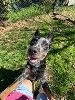 Cattle Dog Dogs Available for Adoption in Fort Mill, South Carolina - Splat | PetCurious