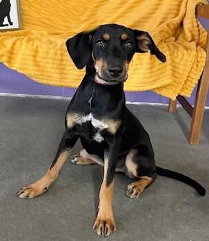 Rescue Shepherd Dogs for Adoption in North Prairie, Wisconsin - **BREEZY** | PetCurious