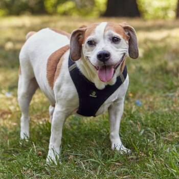 Beagle Dogs Available for Adoption in New York, New York - Kilo | PetCurious