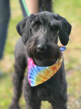 Labradoodle Dogs Available for Adoption in Meherrin, Virginia - Lola | PetCurious