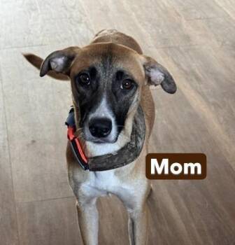 Baby Rocky Blue -  Black Mouth Cur and Shepherd Dog for Adoption in Washington, District Of Columbia - Baby Rocky Blue | PetCurious