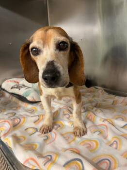 Beagle Dogs Available for Adoption - Geronimo | PetCurious