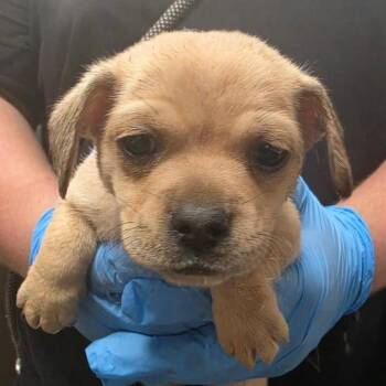 Caboose -  Mixed Breed Dog for Adoption in Yuma, Arizona - Caboose | PetCurious