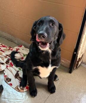 Standard Poodle and Shepherd Dogs Available for Adoption - Billie Joe Armstrong | PetCurious