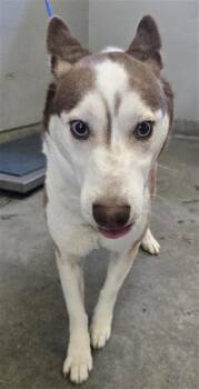 A886096 -  Siberian Husky Dog for Adoption in Camarillo, California - A886096 | PetCurious