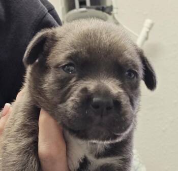 Pointer and Labrador Retriever Dogs Available for Adoption - Freddy Mercury | PetCurious