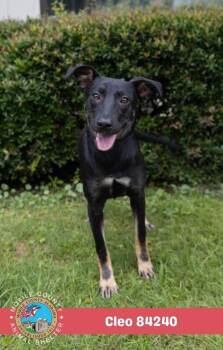 Cleo -  Black And Tan Coonhound Dog for Adoption in Mobile, Alabama - Cleo | PetCurious