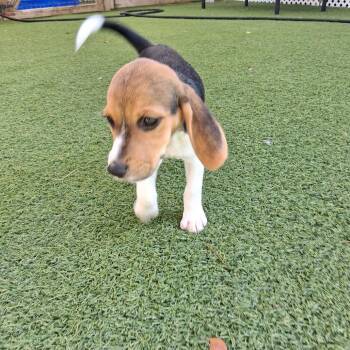 Sophie 6 0010 -  Beagle Dog for Adoption in Loxahatchee Groves, Florida - Sophie 6 0010 | PetCurious
