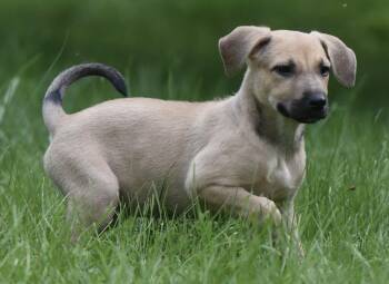 Sanabelle -  Terrier and Boxer Dog for Adoption in Mechanicsburg, Pennsylvania - Sanabelle | PetCurious