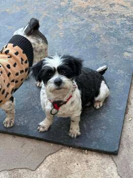 Shih Tzu Dogs Available for Adoption - Matty The Q-T-Pie | PetCurious