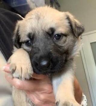 Percy -  Mixed Breed Dog for Adoption in Fort Worth, Texas - Percy | PetCurious
